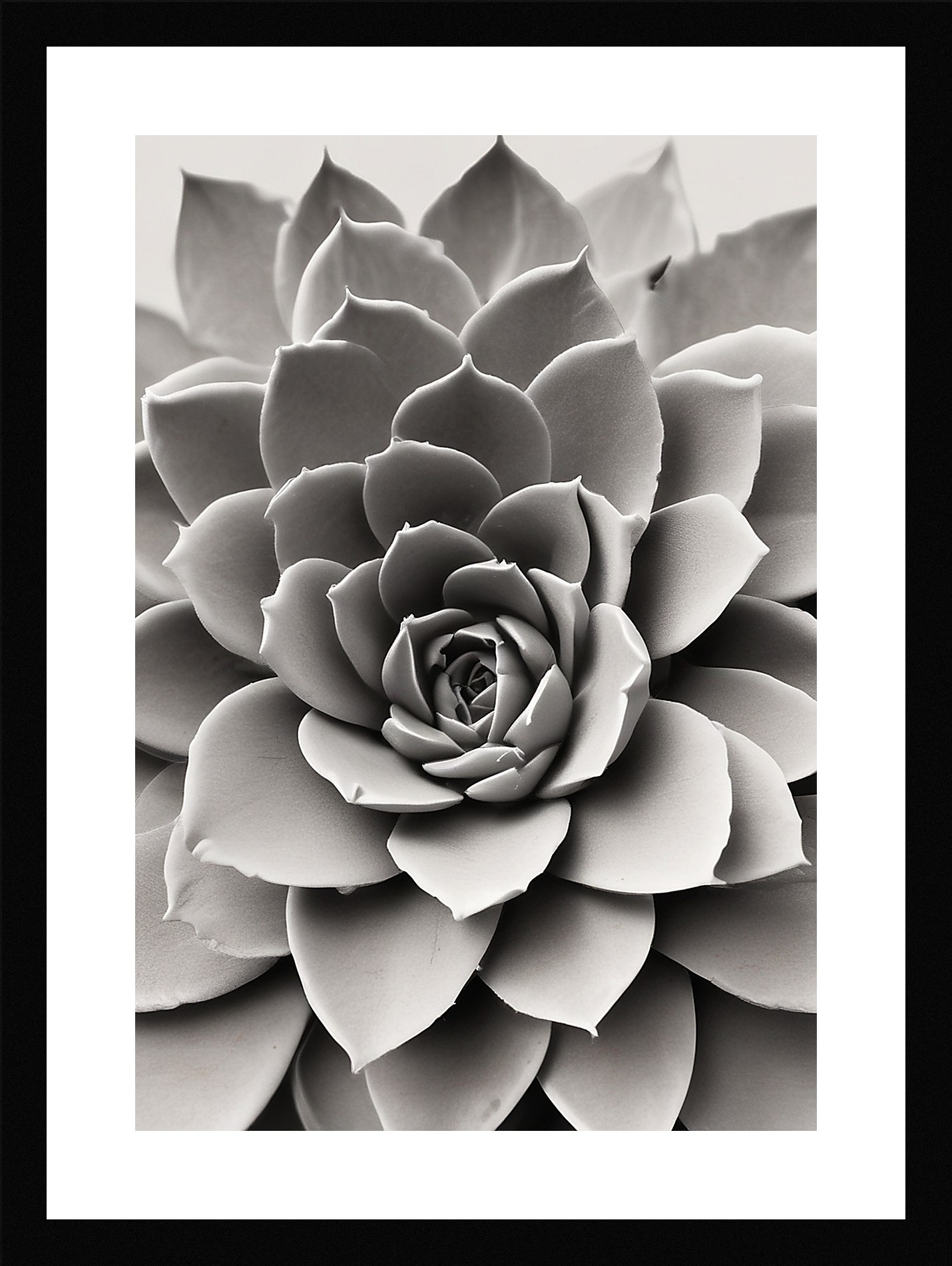 Modern Succulent Framed Wall Art Poster Canvas Print Picture