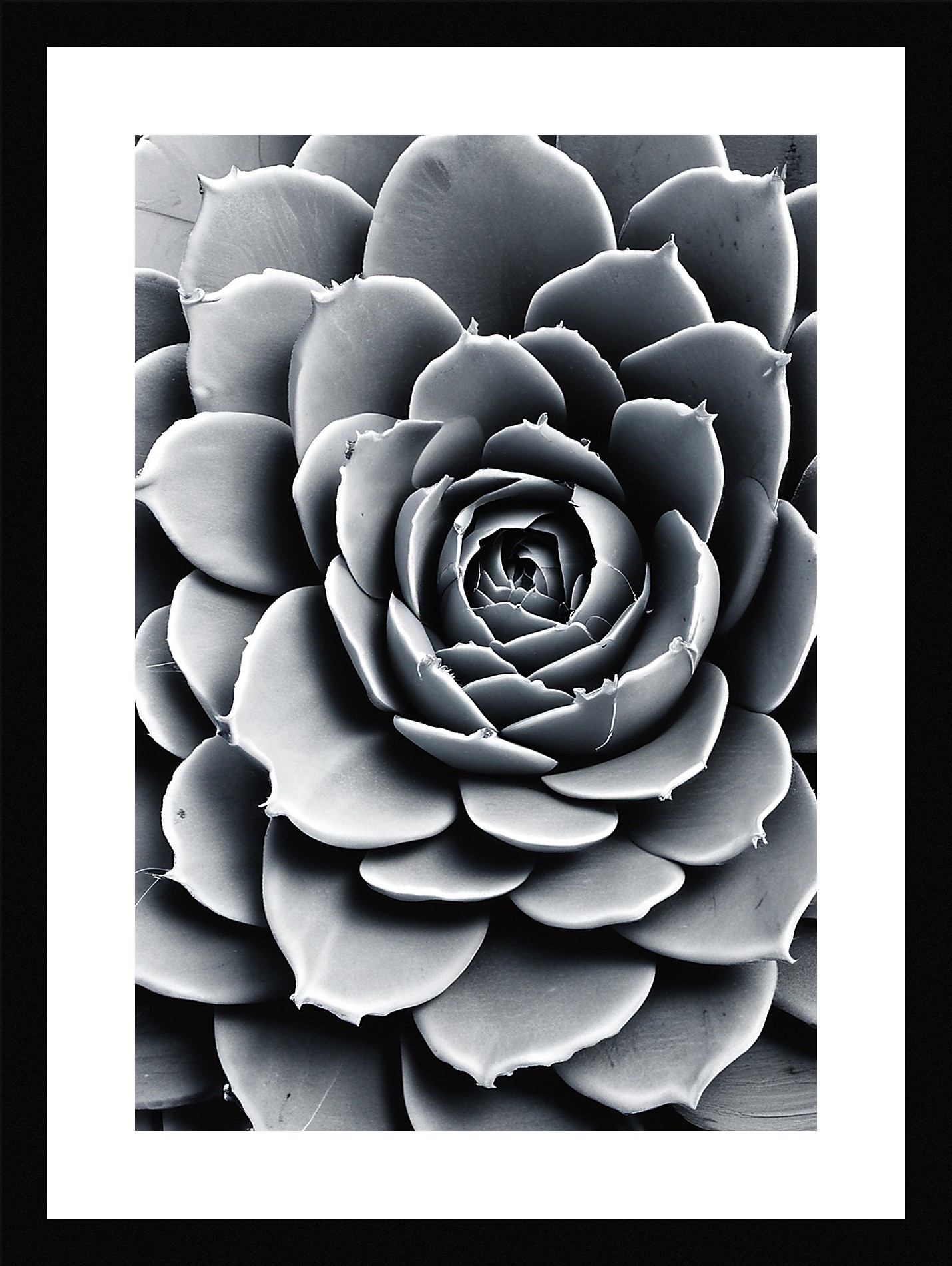 Modern Succulent Framed Wall Art Poster Canvas Print Picture