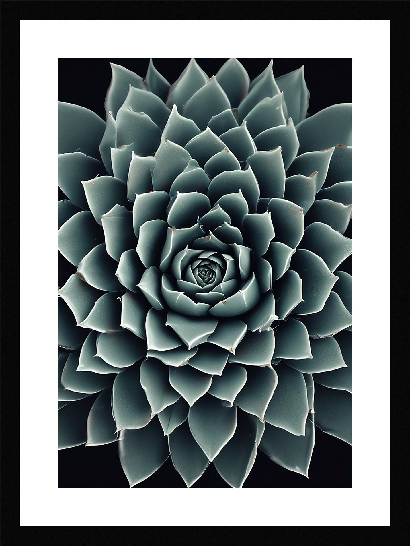 Modern Succulent Framed Wall Art Poster Canvas Print Picture