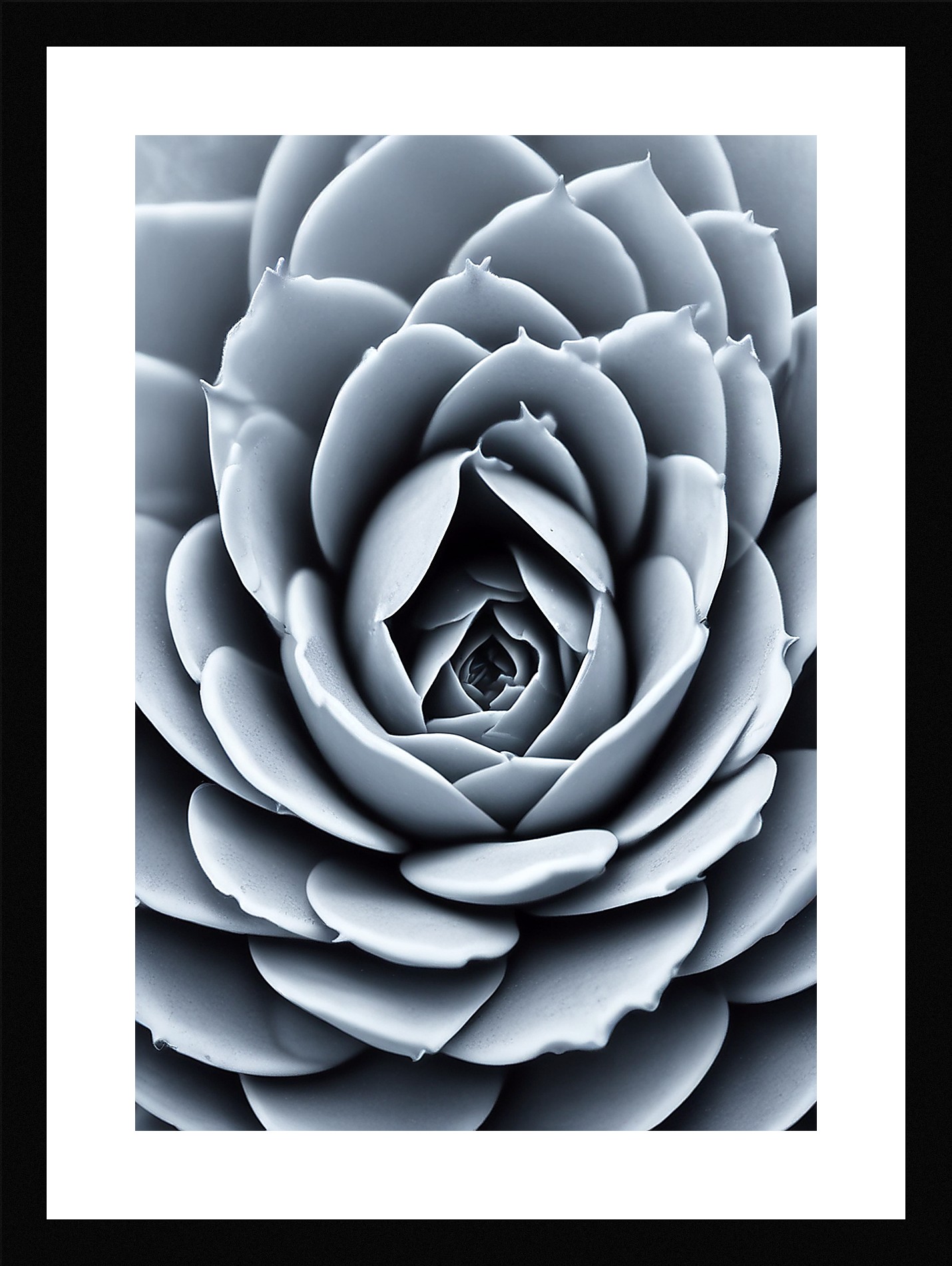 Modern Succulent Framed Wall Art Poster Canvas Print Picture
