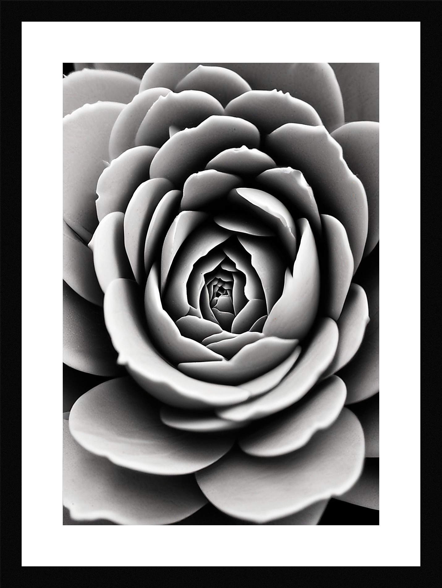 Modern Succulent Framed Wall Art Poster Canvas Print Picture