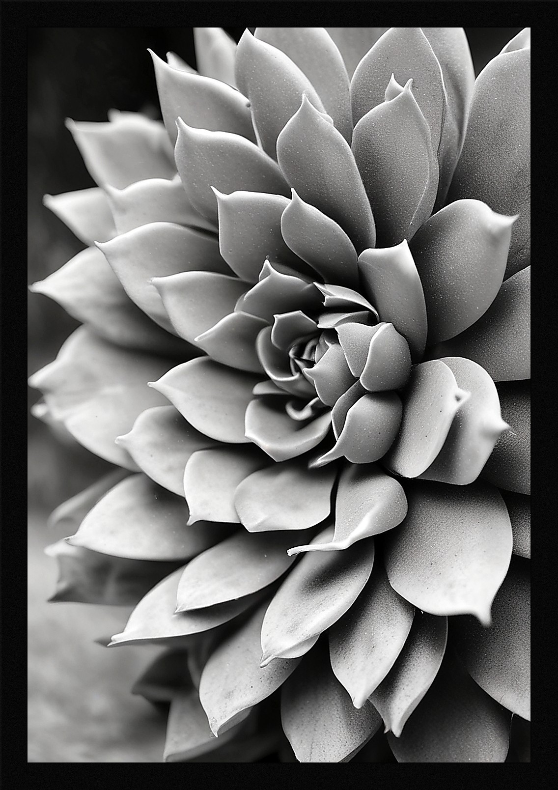 Modern Succulent Framed Wall Art Poster Canvas Print Picture