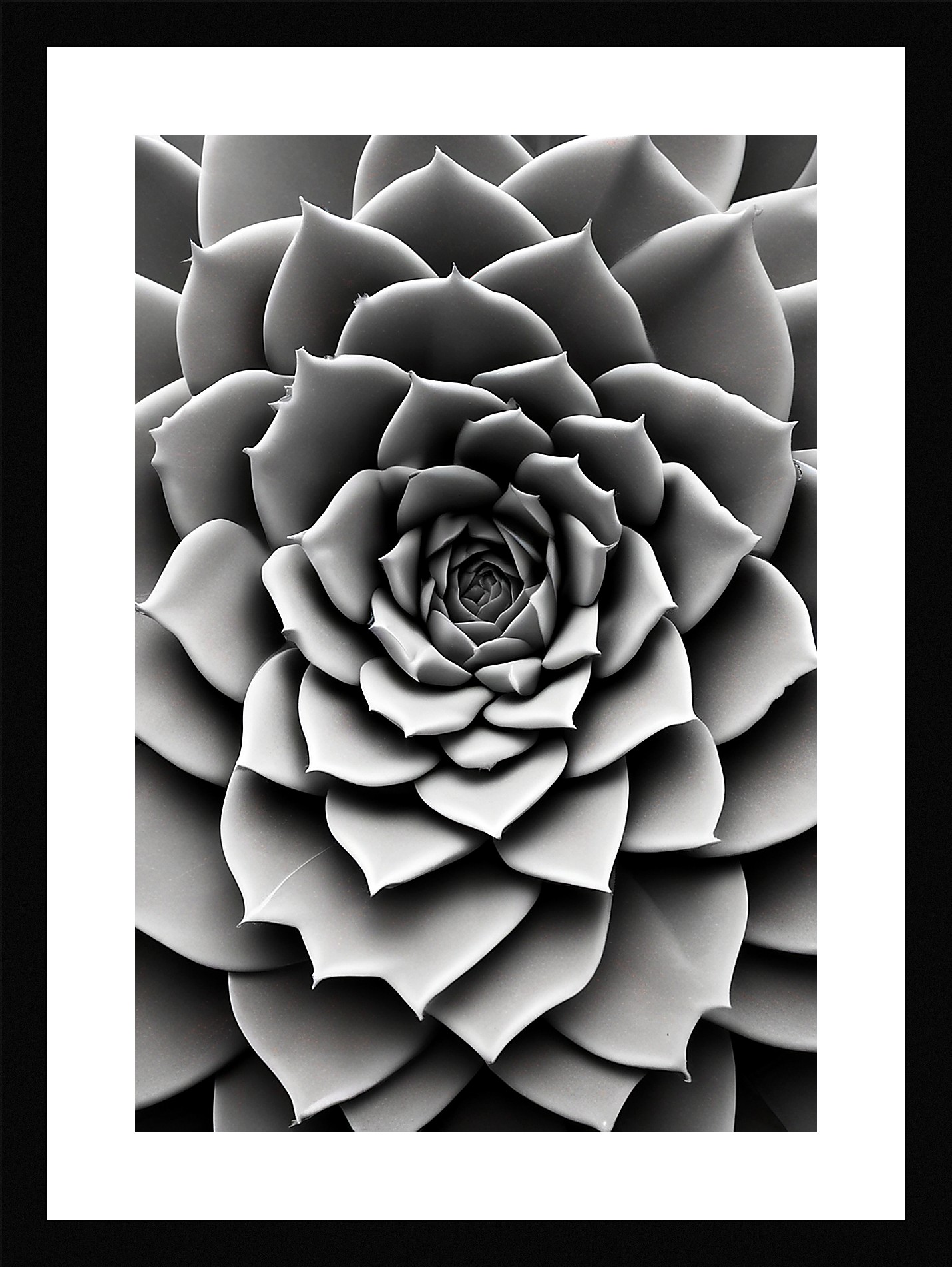 Modern Succulent Framed Wall Art Poster Canvas Print Picture