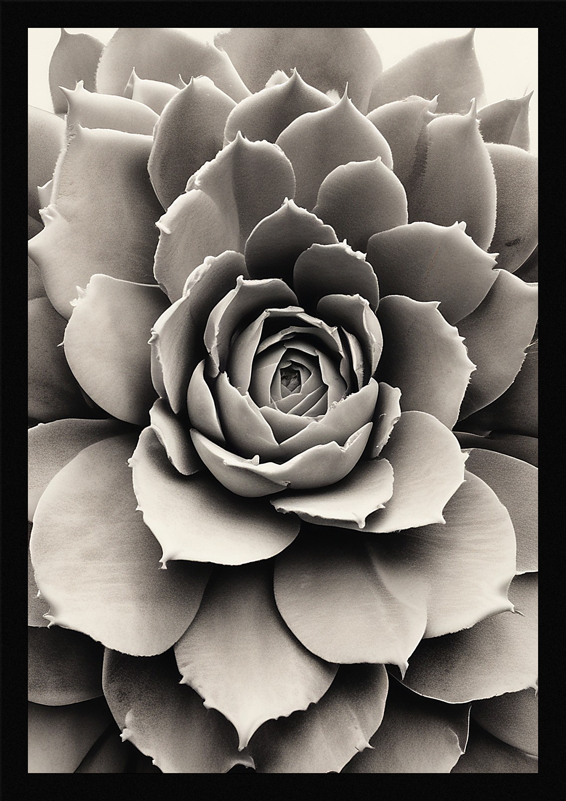 Modern Succulent Framed Wall Art Poster Canvas Print Picture