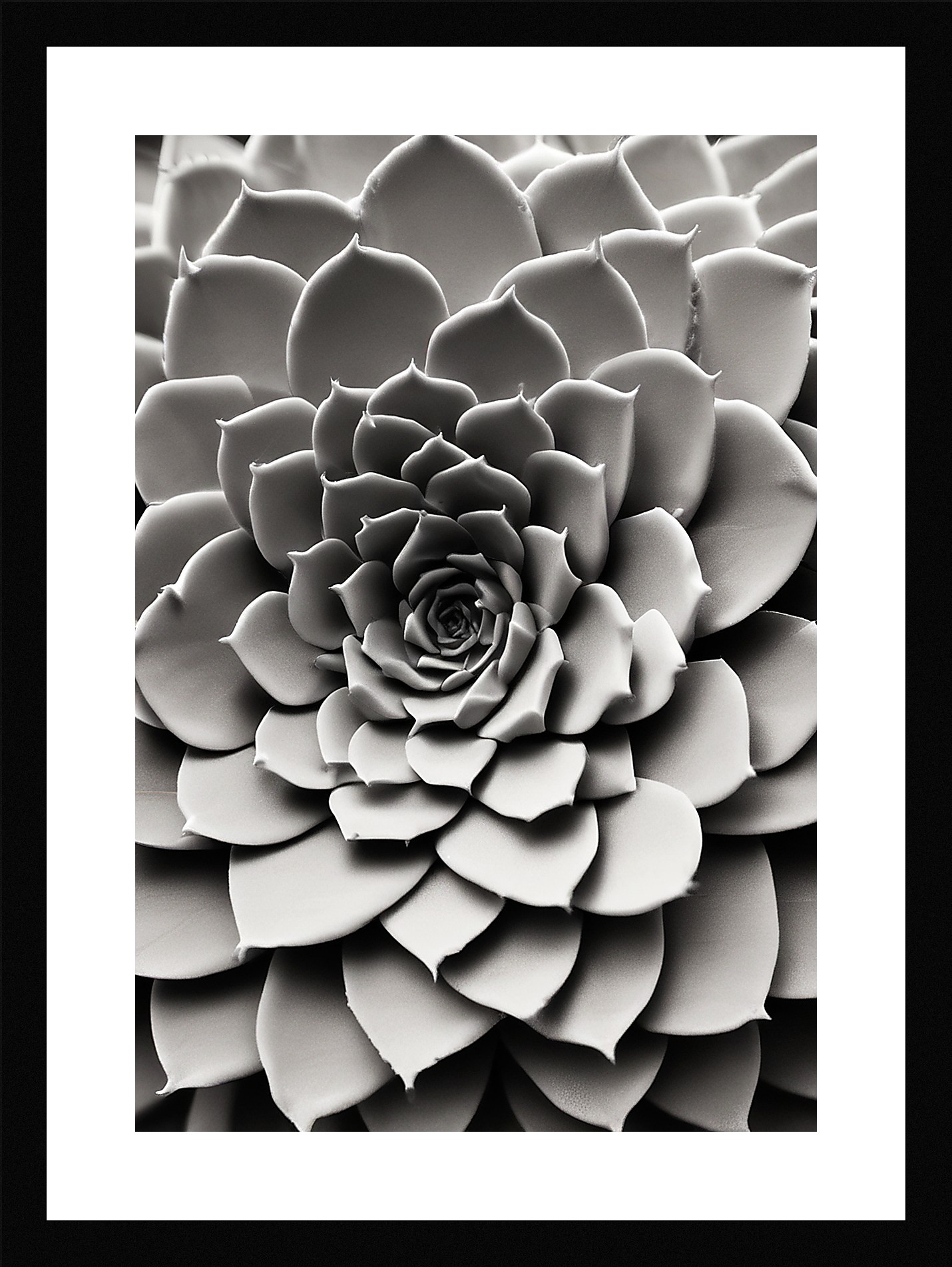 Modern Succulent Framed Wall Art Poster Canvas Print Picture