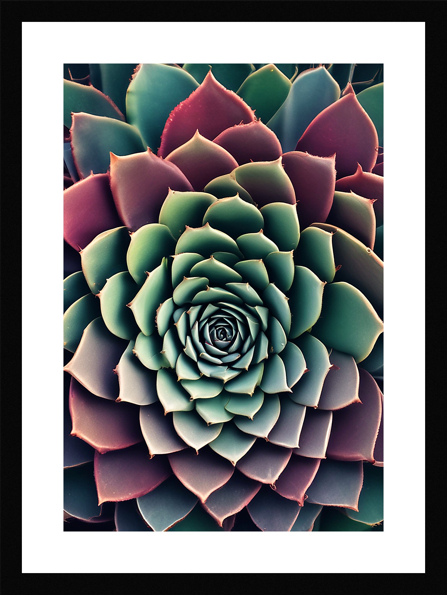 Modern Succulent Framed Wall Art Poster Canvas Print Picture