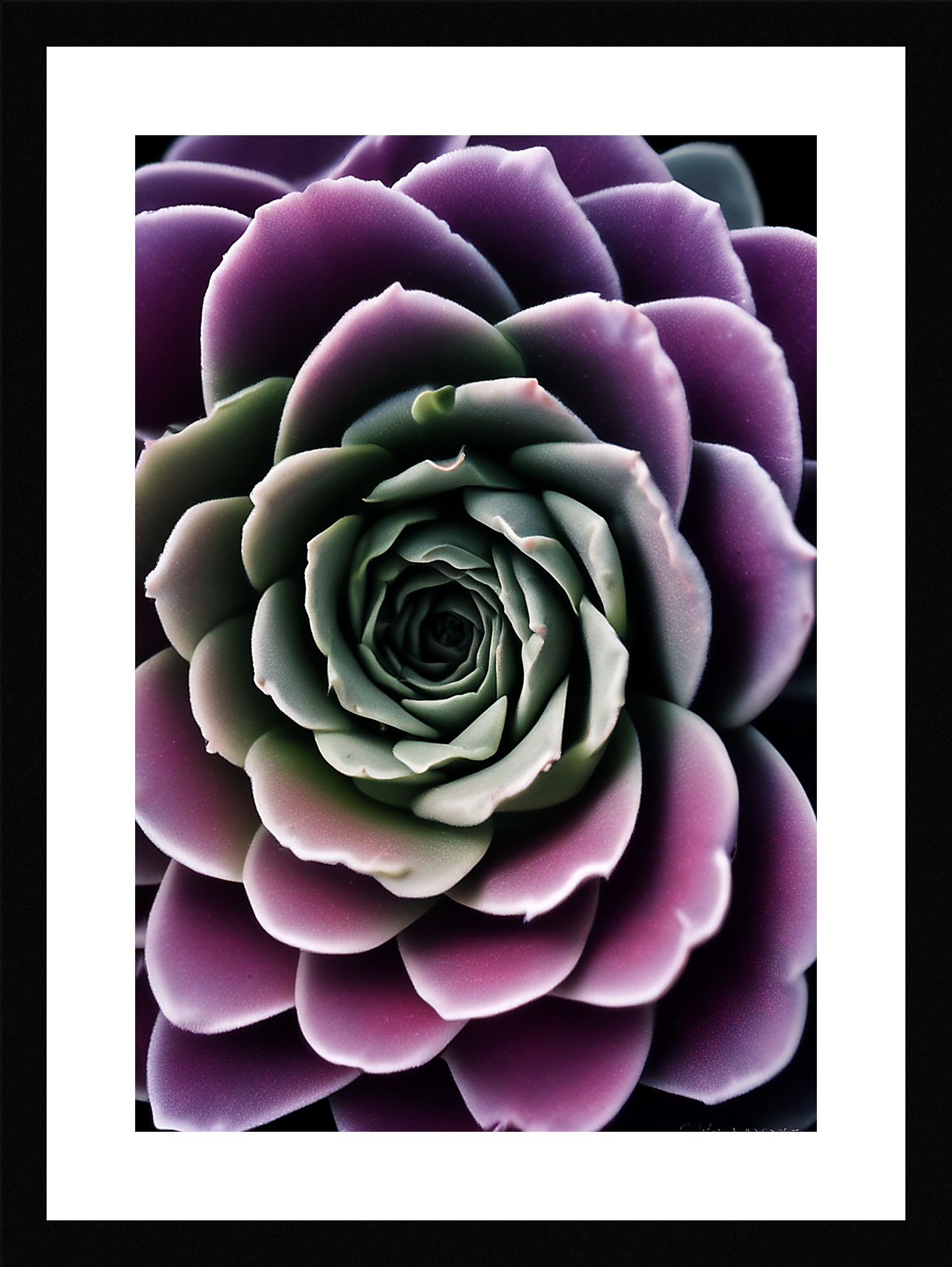 Modern Succulent Framed Wall Art Poster Canvas Print Picture
