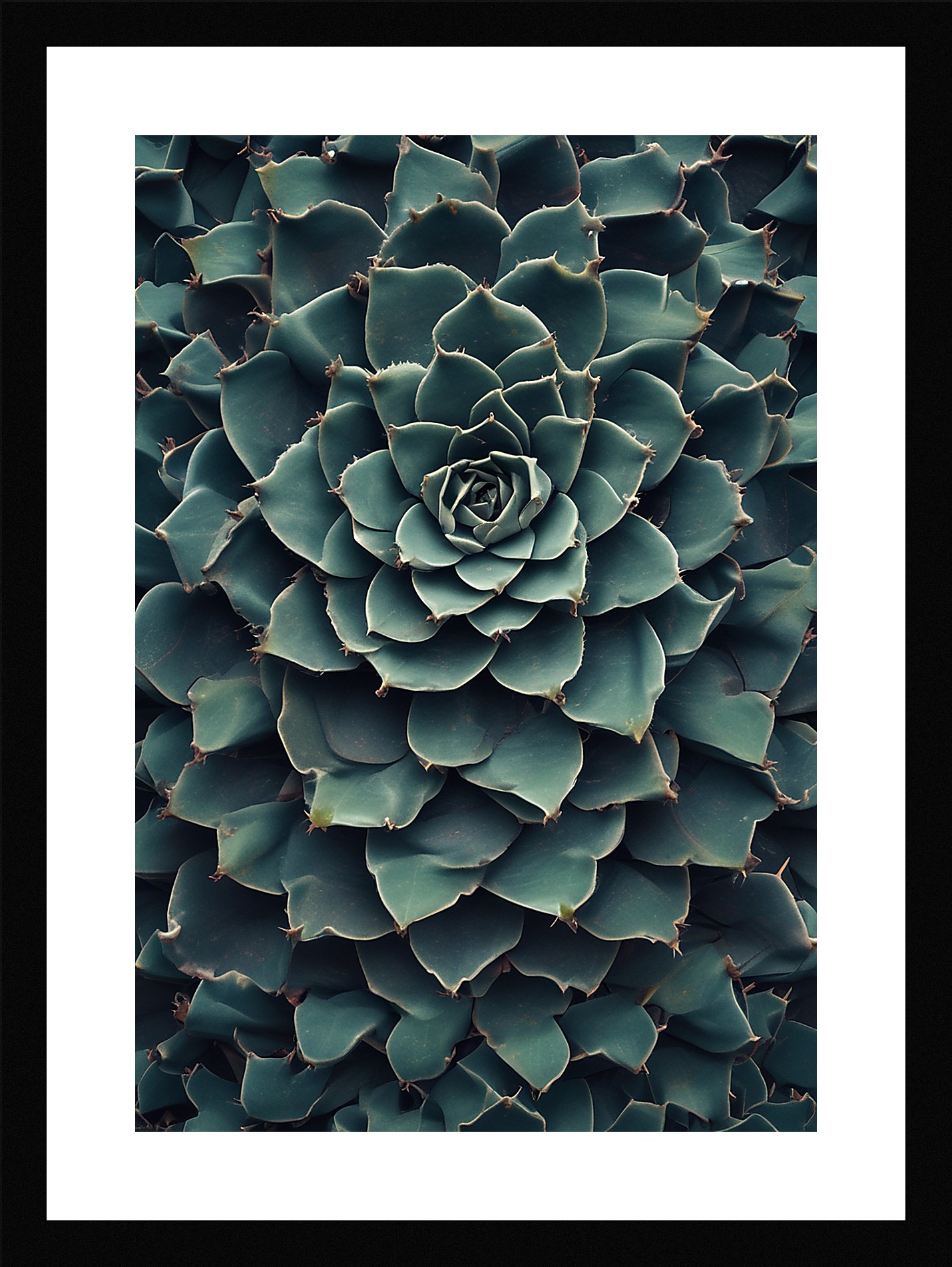 Modern Succulent Framed Wall Art Poster Canvas Print Picture