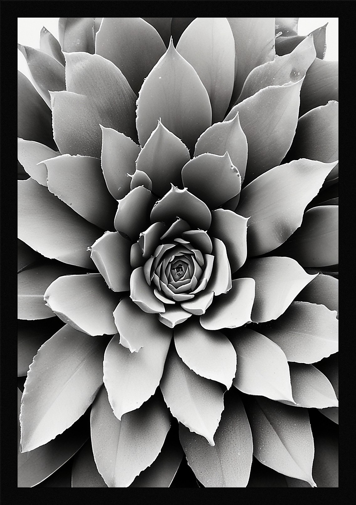 Modern Succulent Framed Wall Art Poster Canvas Print Picture