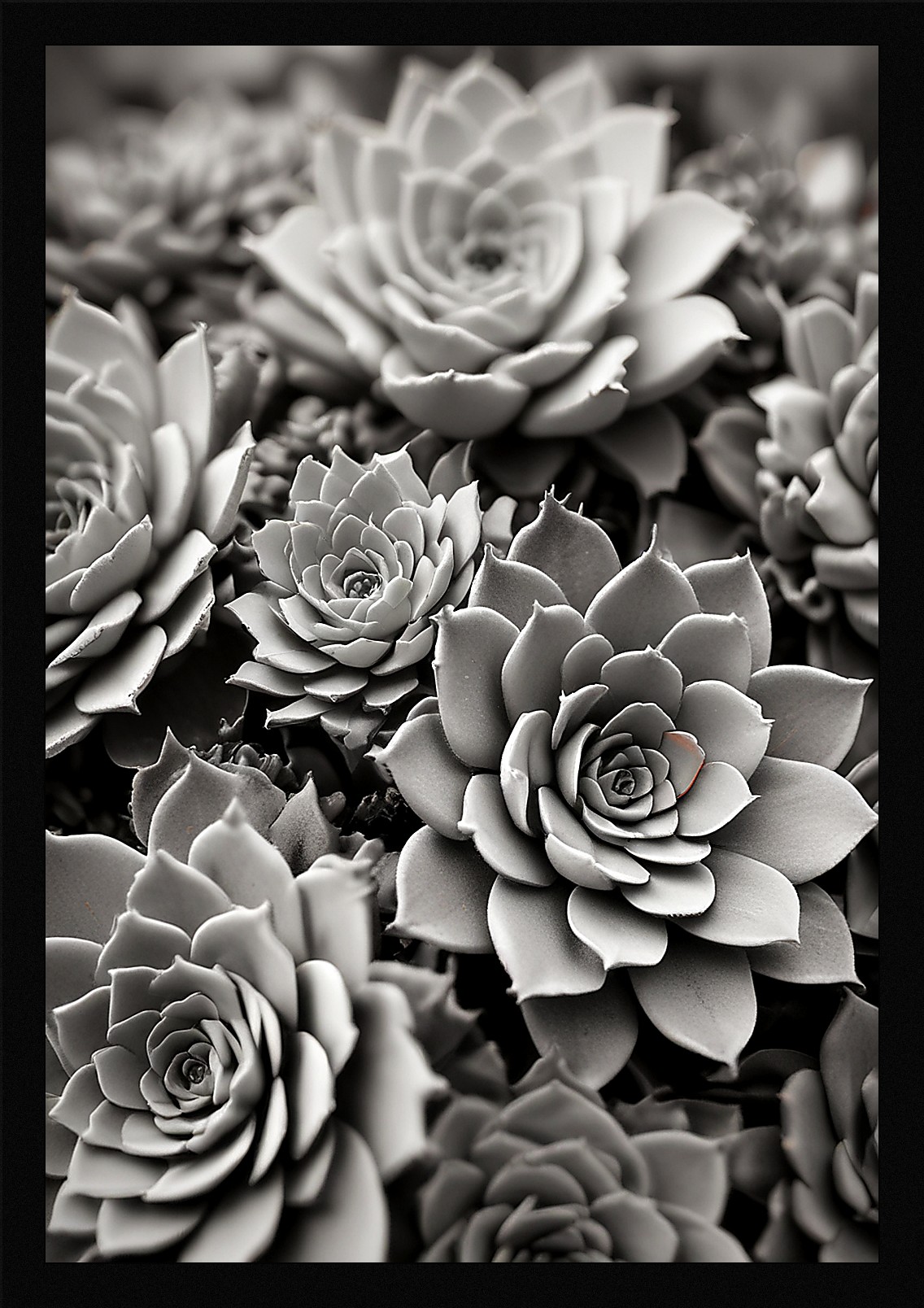 Modern Succulent Framed Wall Art Poster Canvas Print Picture