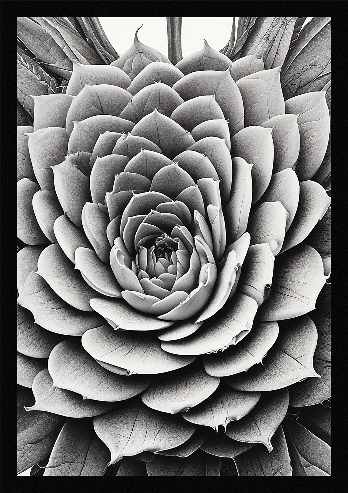 Modern Succulent Framed Wall Art Poster Canvas Print Picture