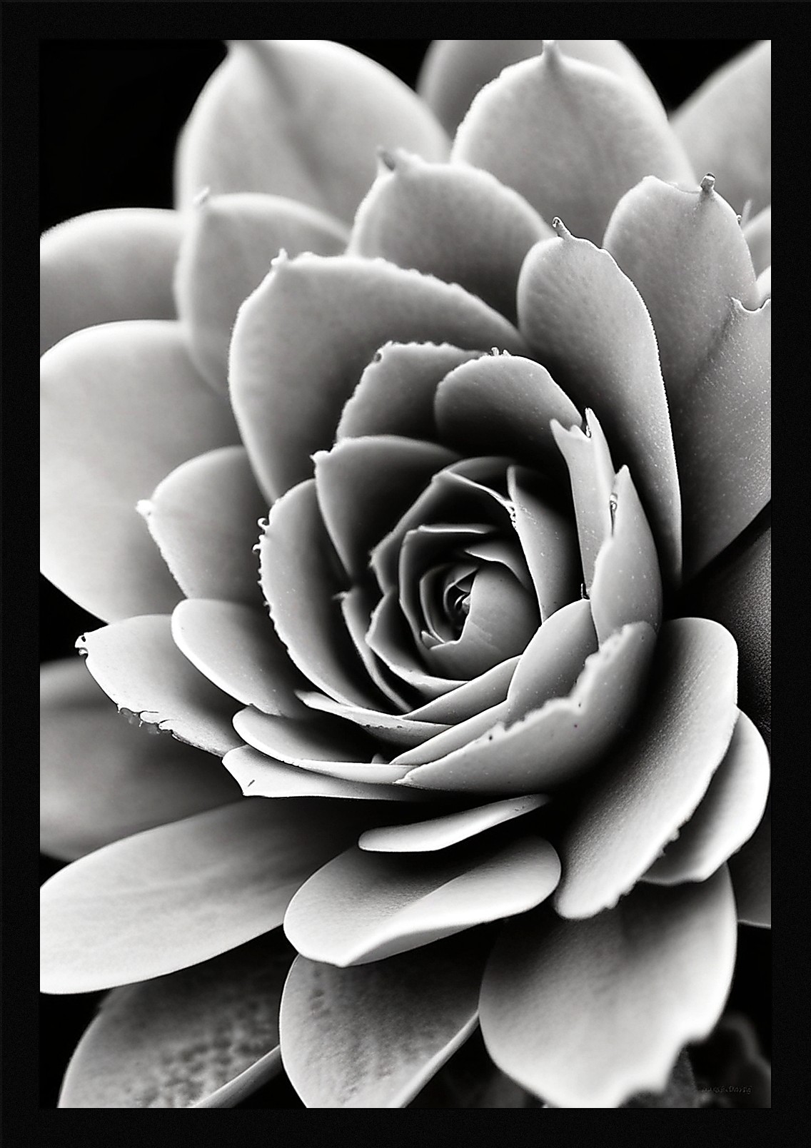 Modern Succulent Framed Wall Art Poster Canvas Print Picture