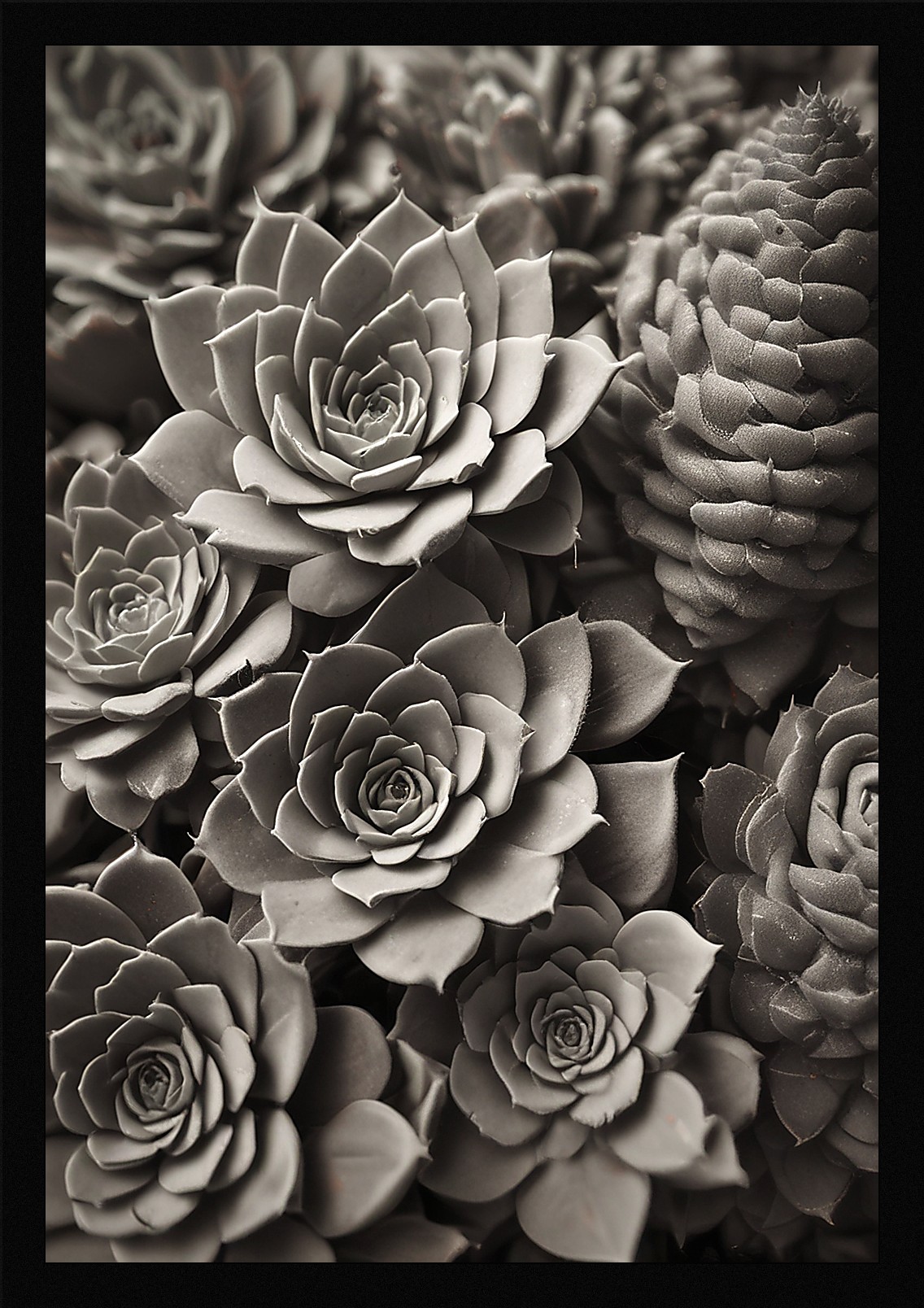 Modern Succulent Framed Wall Art Poster Canvas Print Picture